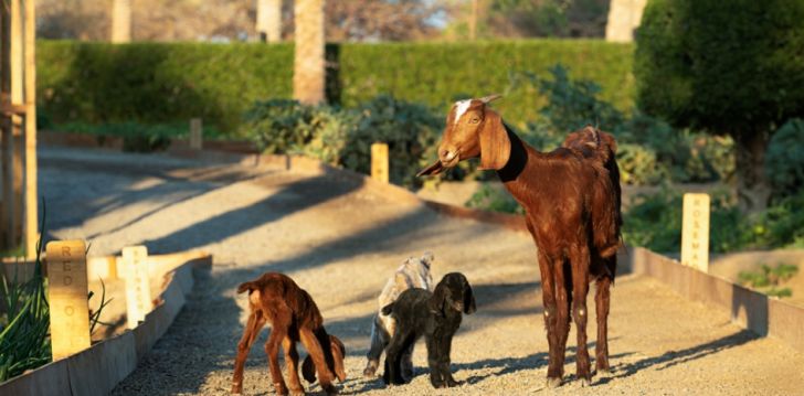 5* MOVENPICK RESORT EL QUSEIR - atpūta visai ģimenei Alkuseirā, Ēģiptē! 12