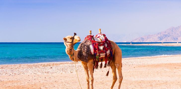 Atpūta Ēģiptes saulē 4* AMWAJ BEACH CLUB ABU SOMA! 49