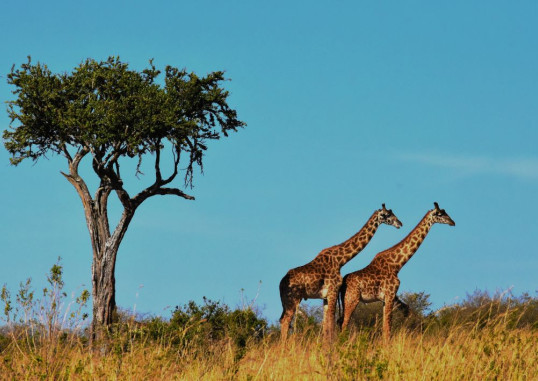 Keiptauna Dienvidāfrika 2