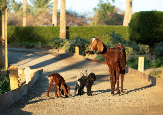 MOVENPICK RESORT EL QUSEIR 12