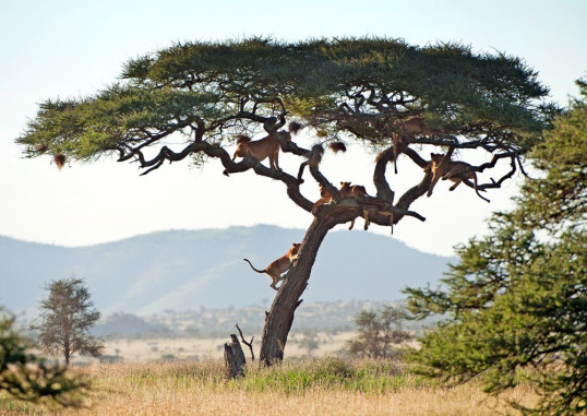 Zanzibāra Tanzania 1