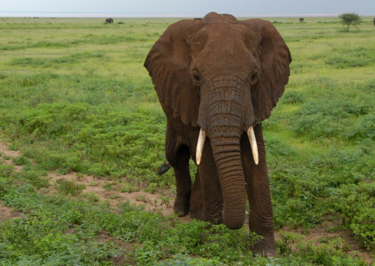 Zanzibāra Tanzania 6