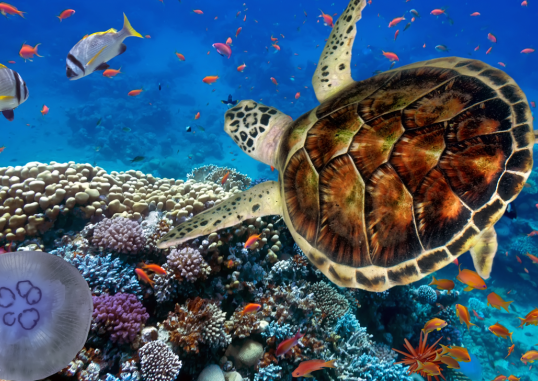 Marsa Alam Ēģipte 3