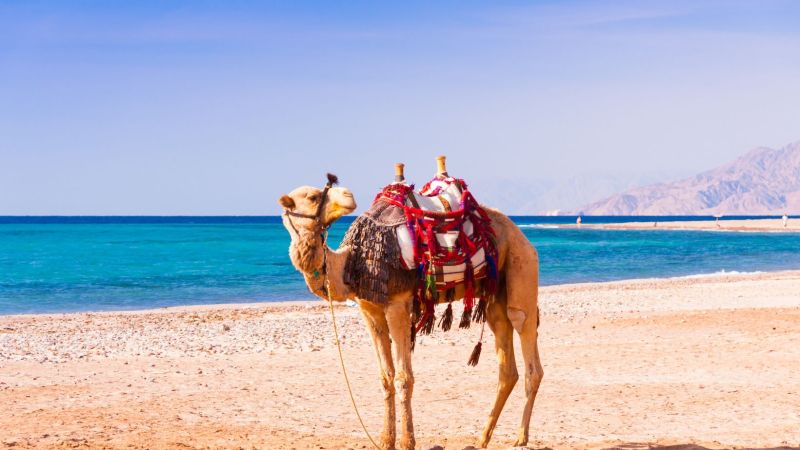 Atpūta Ēģiptes saulē 4* AMWAJ BEACH CLUB ABU SOMA!